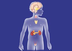 DHW8TF ENDOCRINE GLAND, ILLUSTRATION